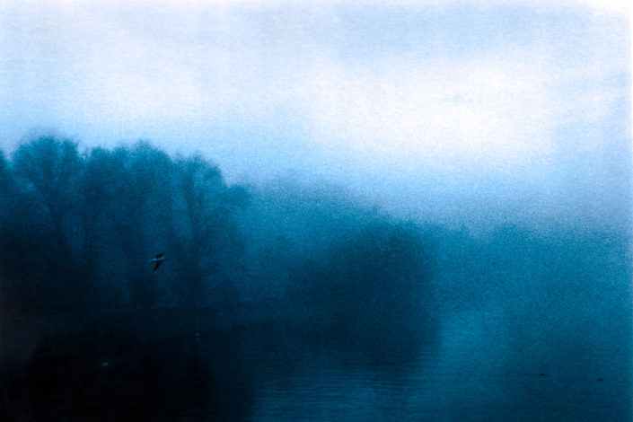 Paysage brume oiseau